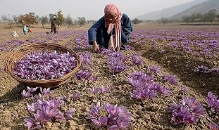 تصویر 3 از خرید و قیمت زعفران رستورانی اصل + فروش صادراتی